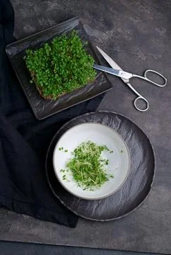 Close-up of microgreens. Germination of microgreens. Germination of seeds a.. 스톡 사진
