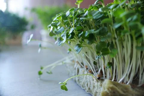 Close-up Microgreens growing background. Seed Germination at home. Vegan and  Stock Photos
