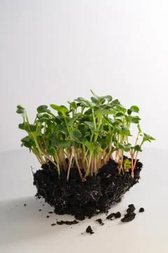 Close-up of microgreens Stock-Fotos