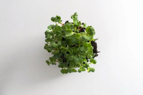 Close-up of microgreens Stock-Fotos