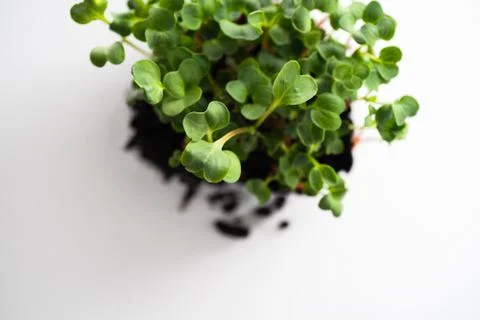 Close-up of microgreens Stock-Fotos