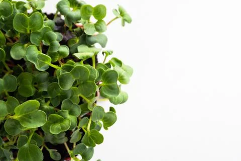 Close-up of microgreens Stock Photos