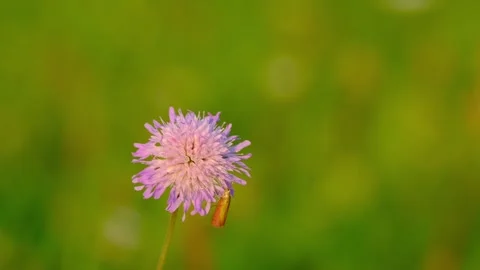 Close-up of micromoth feeding on a field scabious flower Stock Footage 316690203