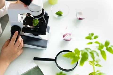 Close-up microscope and plant study, increasing and studying nature Stock Photos