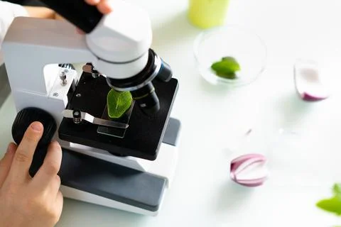 Close-up microscope and plant study, increasing and studying nature Stock Photos