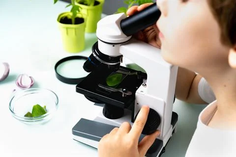 Close-up microscope and plant study, increasing and studying nature Stock Photos