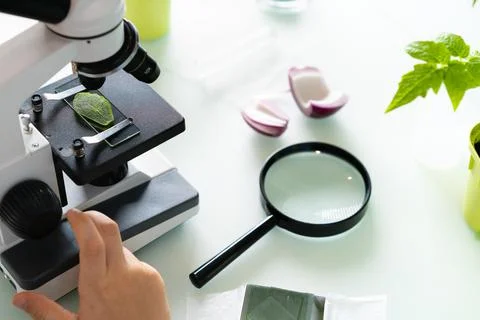 Close-up microscope and plant study, increasing and studying nature Stock Photos