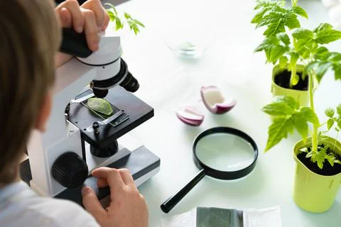 Close-up microscope and plant study, increasing and studying nature Foto stock