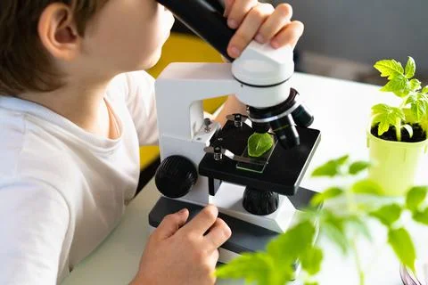 Close-up microscope and plant study, increasing and studying nature Stock Photos