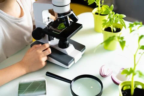 Close-up microscope and plant study, increasing and studying nature Stock Photos