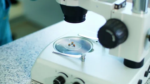 Close-up, Microscope with corn seeds. lab worker, in gloves, examines sprouted Stock Footage 96760769
