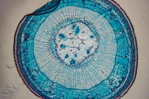 Close-up microscope image of stained parenchyma cells. Stock Photos