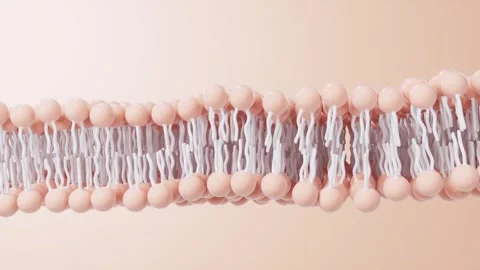 Close up microscopic animation of fluid phospholipid bilayer membrane structu Stock Footage 327114238