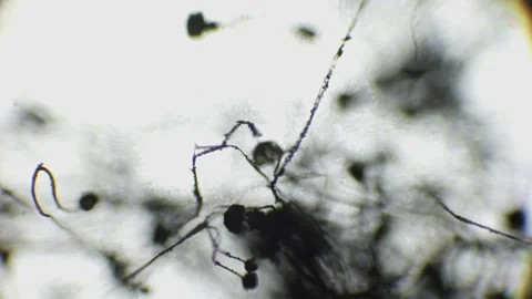 Close-up microscopic shot of black mold on bread, revealing spore shapes an.. Stock Footage 293462144