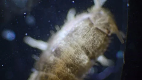 A close-up microscopic shot of a silverfish in slow motion, showing its sil.. Stock Footage 287987977
