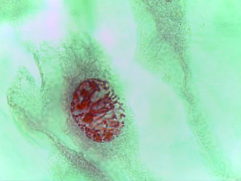 Close-up Microscopic View of Chromosomes in the Anaphase/Telophase Stage of.. 스톡 사진