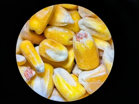 Close-Up Microscopic View of Dried Corn Kernels for Research and Study Stock Photos