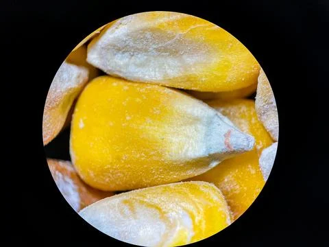 Close-Up Microscopic View of Dried Corn Kernels for Research and Study Stock Photos