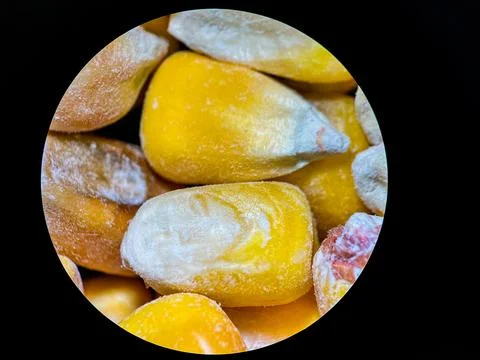 Close-Up Microscopic View of Dried Corn Kernels for Research and Study Stock Photos