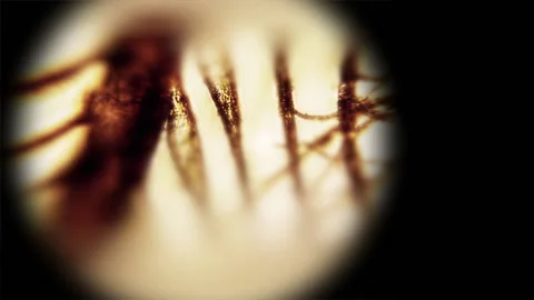 Close up microscopic view of a insect in detail for research in a laboratory. 動画素材 145364023