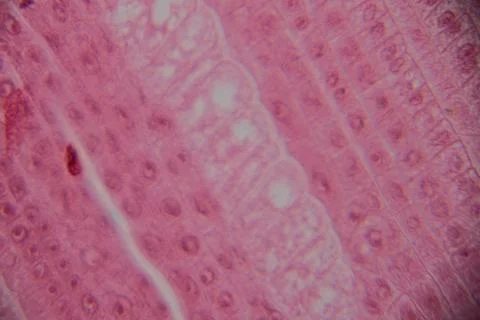 Close-up microscopic view of pink plant tissue showing cells, cell walls, a.. Stock Photos