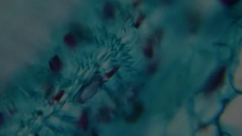 Close-up microscopic view of plant cells with clearly defined cell walls Stock Footage 325780822