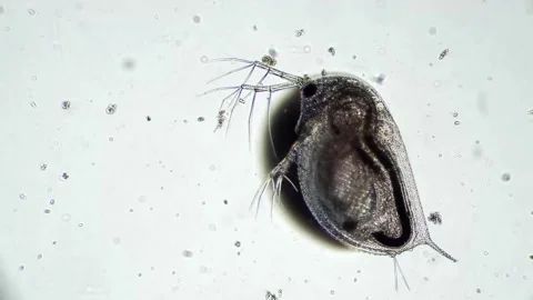 Close-Up Microscopic View of a Water Flea in a Scientific Study Environment Video stock 341925922