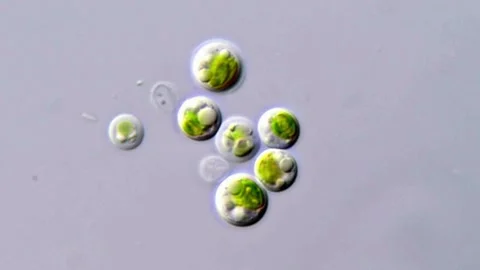 Close Microscopy of Chlorophyta Microalgae Colony, 1000x magnification 動画素材 310302499