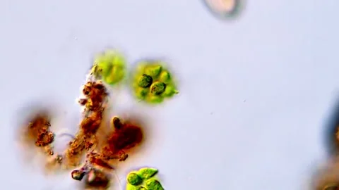 Close Microscopy of Chlorophyta Microalgae Colony,  400x Video stock 317788116
