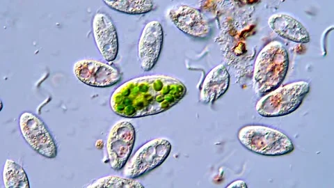 Close Microscopy of Ciliate Feeding Behavior 库存影片 317886858