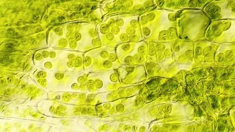 Close-Up Microscopy of Moss Leaf Cell Structure, 400x magnification Stock-Footage 320458766