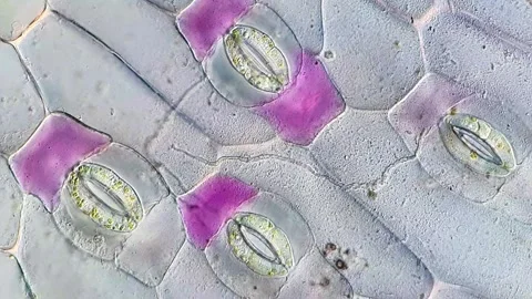 Close Up Microscopy of Tradescantia discolor Stomata, 400x 動画素材 320375228