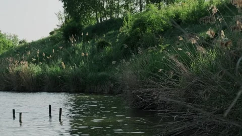 Close-to-mid lake view with tall marsh grasses Stock Footage 318550284