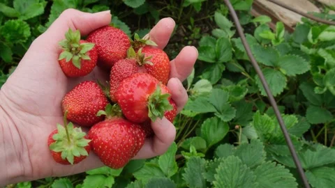 Close-up of middle-aged female hand with a handful of ripe strawberries Stock Footage 312741050