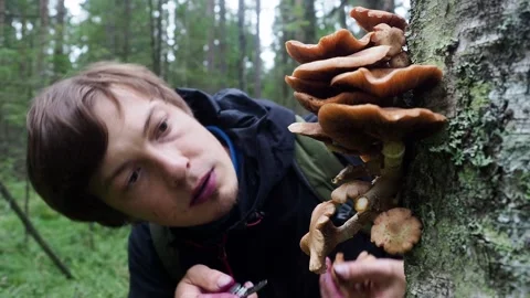 Close up. Middle aged man picking mushrooms from the tree, cuts mushroom with Stock Footage 159609145