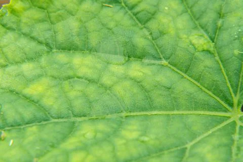 Close-up of the middle of a leaf which is covered with yellow spots showing a Stock Photos