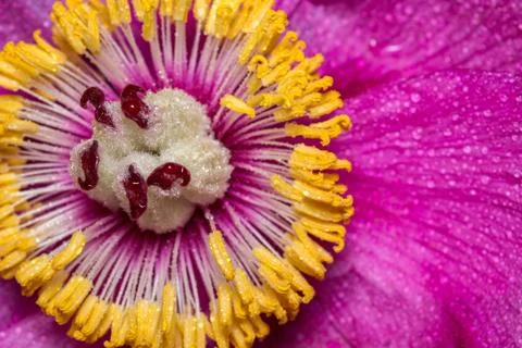 Close up of the middle of a peony with dew drops. A large pink spring flower. Stock Photos