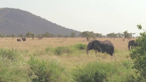 CLOSE UP: Mighty elephants walking across lush savannah grassland relaxing Stock Footage 71129452