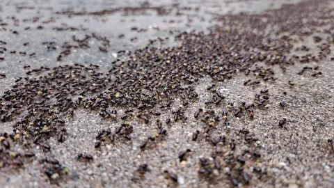 Close-up of migrating ants on the forest floor Stock Footage 278502663