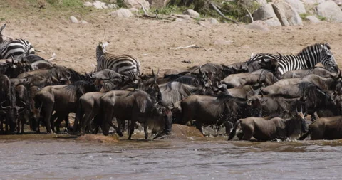 Close-up Migrating herd wildebeest and zebra fighting for survival, Mara river Stock Footage 160905721