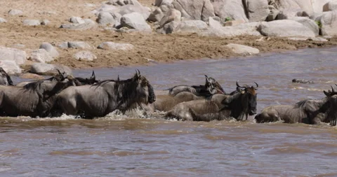 Close-up Migrating herd wildebeest and zebra fighting for survival, swimming Stock-Footage 160993546
