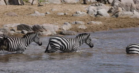 Close-up Migrating herd wildebeest and zebra fighting for survival, Mara river Stock Footage 160994530