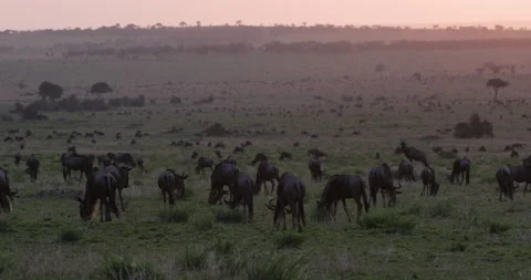 Close-up migrating herd wildebeest grazing in African savannah grasslands at Video stock 160901822