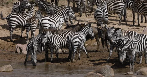 Close-up Migrating herd wildebeest,zebra drinking on the banks of the Mara river Stock Footage 160993417