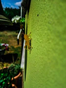 Close up of a migratory locust on a wall. Stock Photos