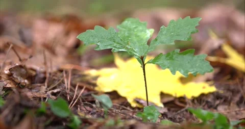 Close up of a military boot in the woods steps on a green plant and crushes it Stock Footage 131225547