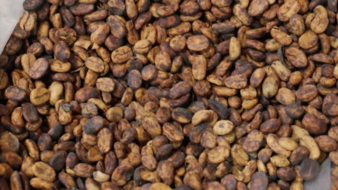 Close up of milk coffee beans. Video stock 301685116