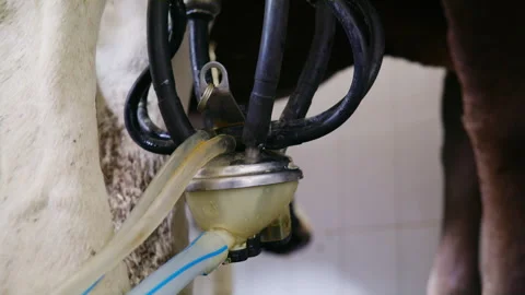 Close-up of milk flowing through clear tubes of an automated milking machine on Stock Footage 341181831