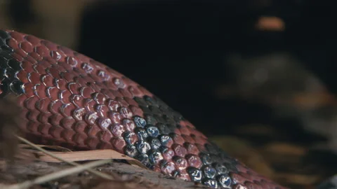 Close up milk snake slithering into a pond Stock Footage 170943208