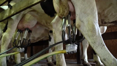 Close-up milking with milk collection Stock Footage 160623612